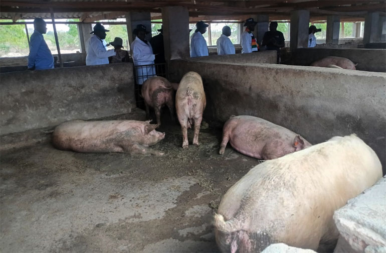 Pigs, milk, profits power Mutasa boom