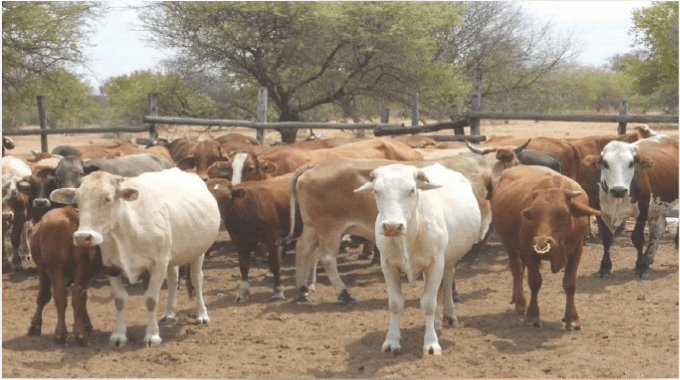 HERD SPLITS, FIVE CATTLE VANISH!…Yellow ear tag found 18 days after
