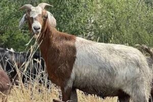 Midlands farmers turn to fish, goats to beat drought