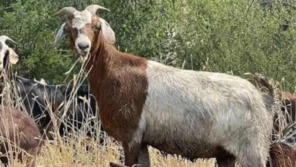 Midlands farmers turn to fish, goats to beat drought