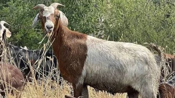 Midlands farmers turn to fish, goats to beat drought