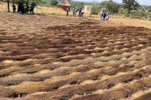 COMMENT: Farmers must not let early rains cloud their  judgment