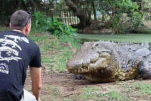 Henry the crocodile: KZN’s 125-yr-old reptile draws global attention