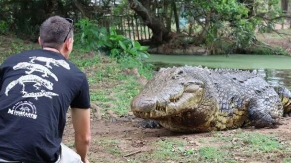 Henry the crocodile: KZN’s 125-yr-old reptile draws global attention