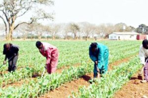 Plant in December, farmers advised