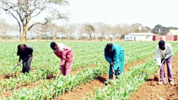 Plant in December, farmers advised