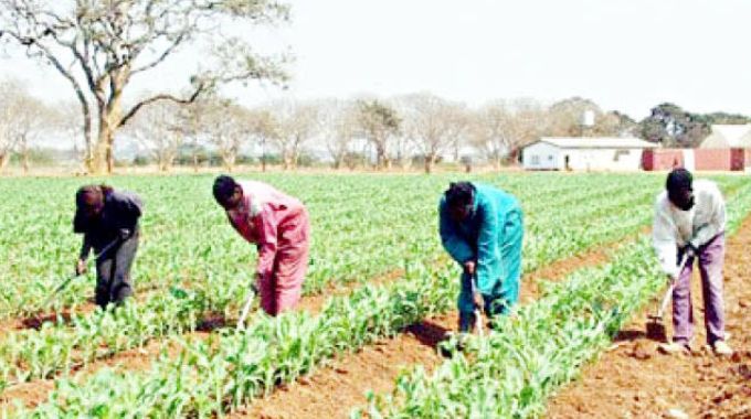 Plant in December, farmers advised