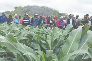 Makuva irrigation scheme transforms rural livelihoods