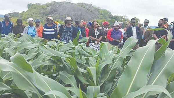 Makuva irrigation scheme transforms rural livelihoods