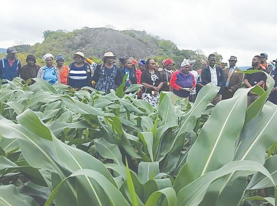 Makuva irrigation scheme transforms rural livelihoods