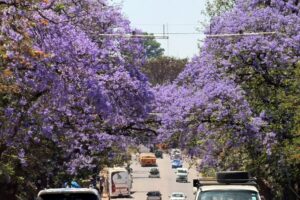 PHOTO GALLERY: Bulawayo’s purple bloom and its fight against climate change