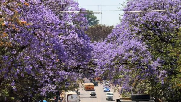 PHOTO GALLERY: Bulawayo’s purple bloom and its fight against climate change