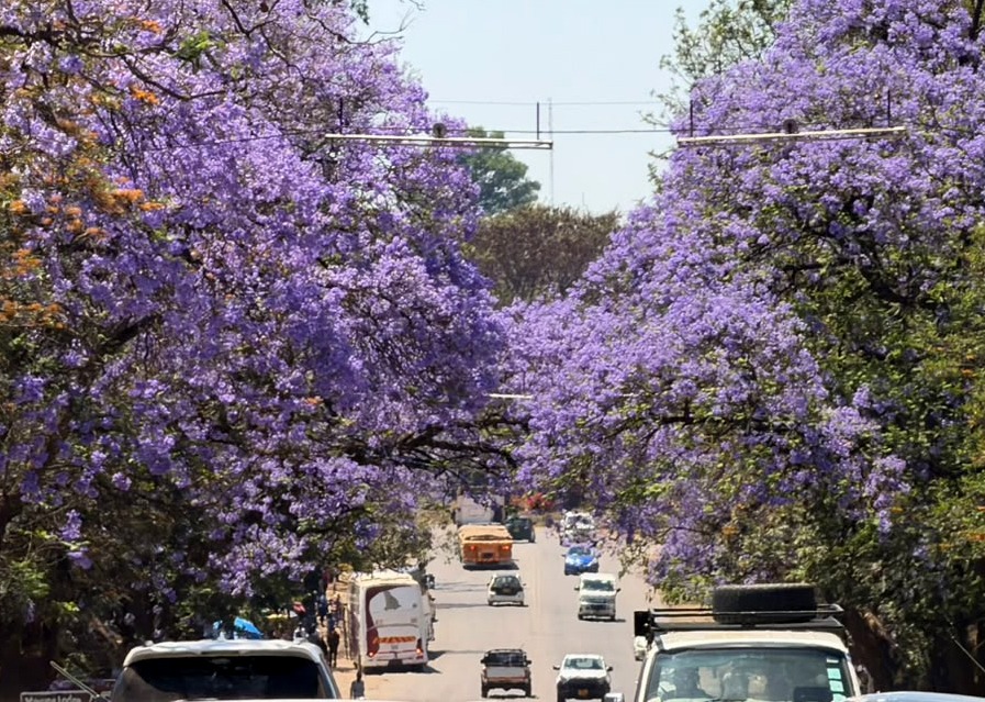 PHOTO GALLERY: Bulawayo’s purple bloom and its fight against climate change