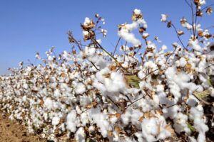 Cottco clears dues, sparking cotton farmer interest surge
