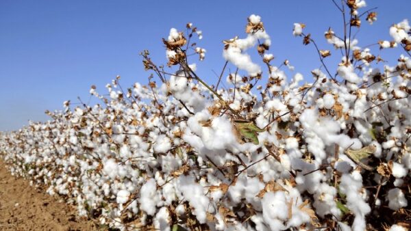 Cottco clears dues, sparking cotton farmer interest surge