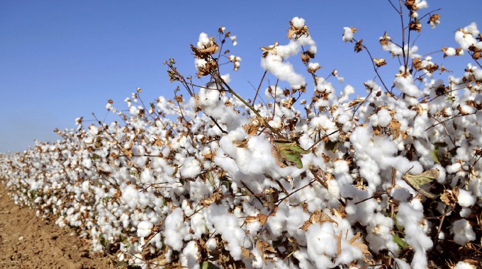 Cottco clears dues, sparking cotton farmer interest surge