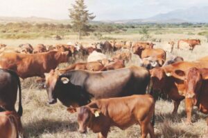Inkomo zenyama sezisondela ku-6 million eZimbabwe