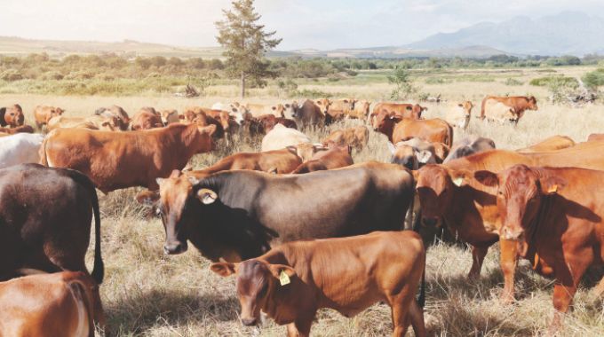 Inkomo zenyama sezisondela ku-6 million eZimbabwe