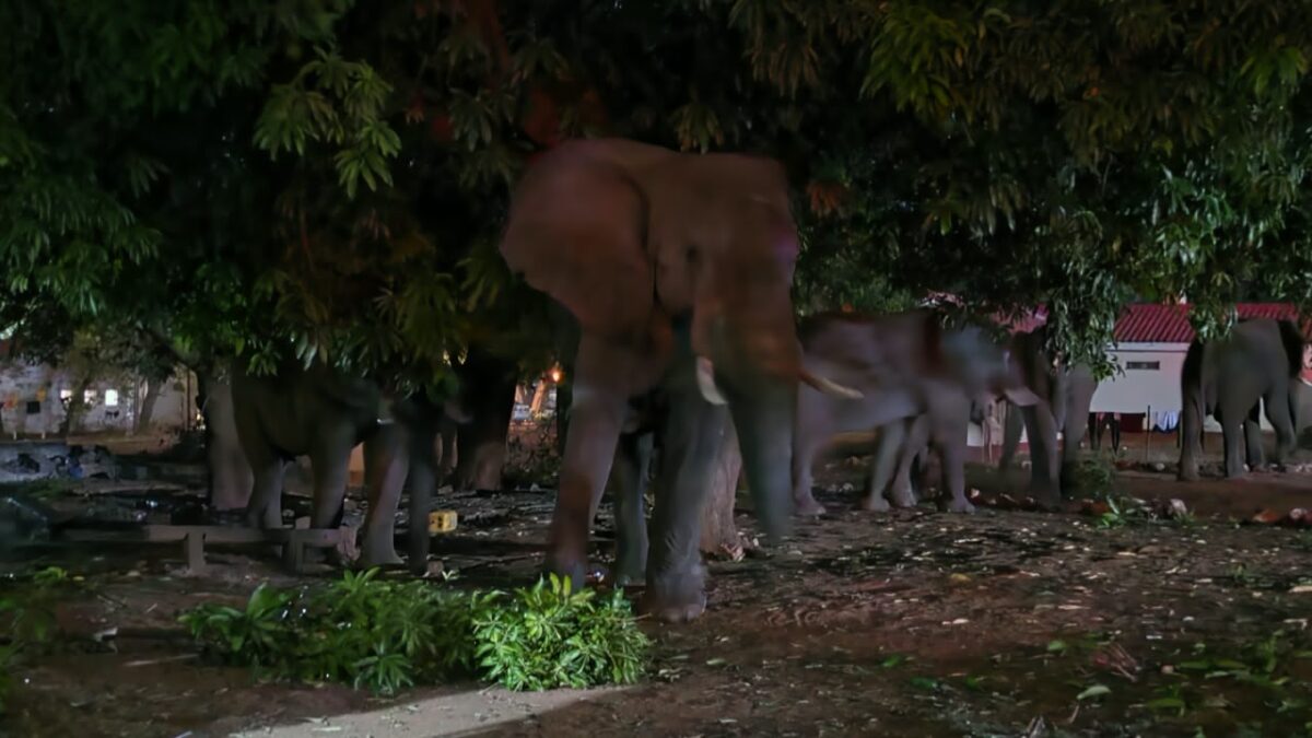 ZimParks Intensifies Wildlife Monitoring Ahead of El Niño Drought