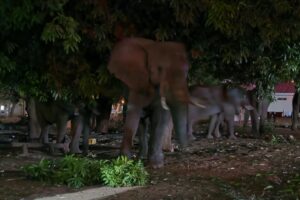 ZimParks Intensifies Wildlife Monitoring Ahead of El Niño Drought