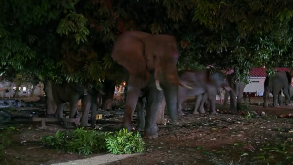 ZimParks Intensifies Wildlife Monitoring Ahead of El Niño Drought