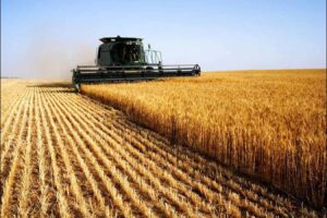 Wheat harvest reaches 234 000 tonnes
