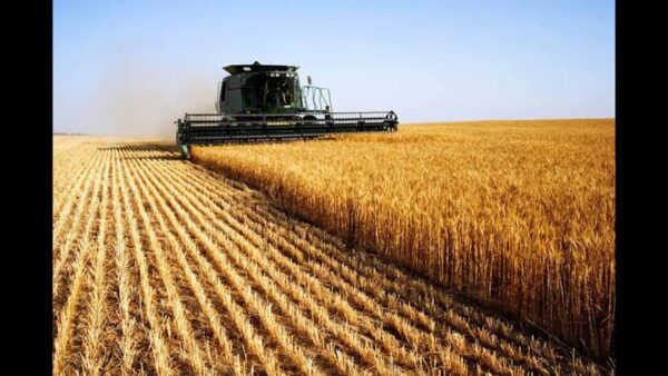 Wheat harvest reaches 234 000 tonnes