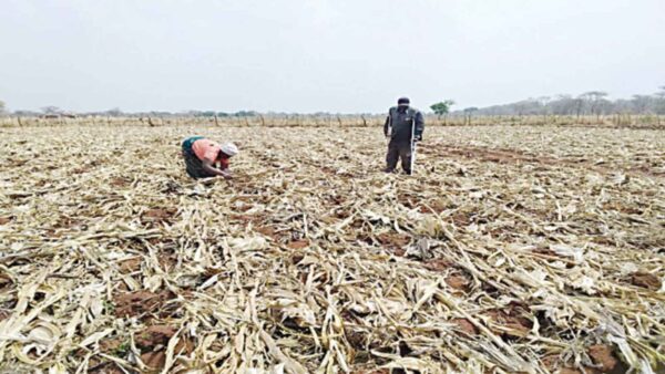 Strong El Niño ahead: Why farmers can adapt and prosper