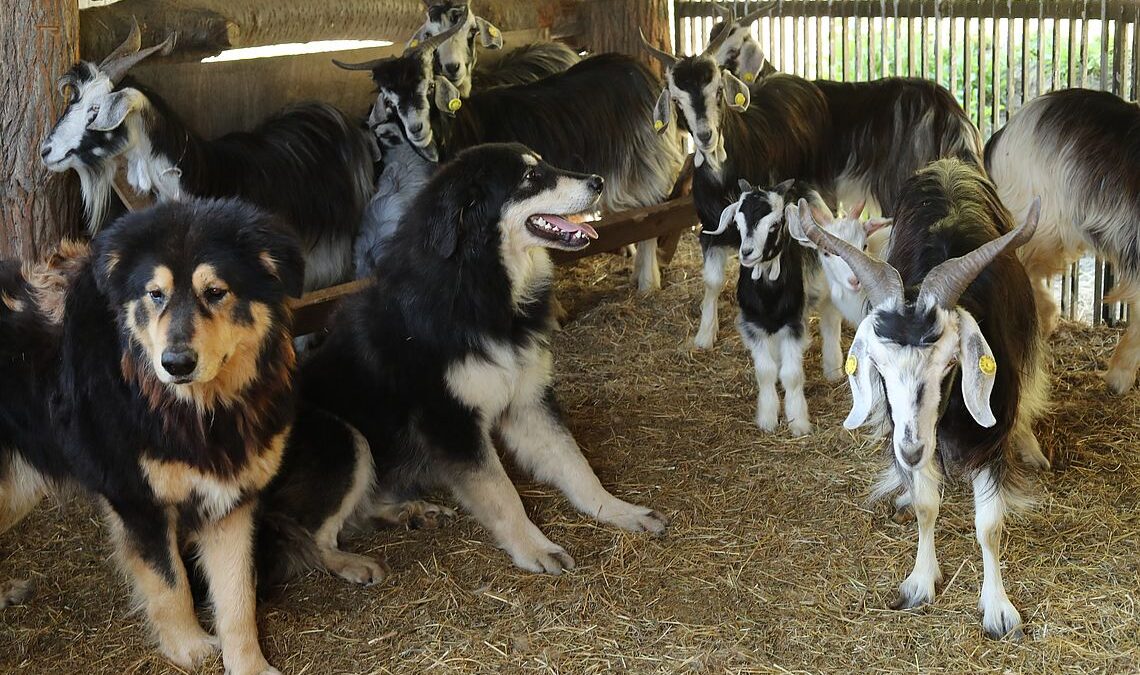 Goats and guard dogs: Can dogs help protect your herd?