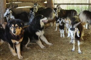 Goats and guard dogs: Can dogs help protect your herd?
