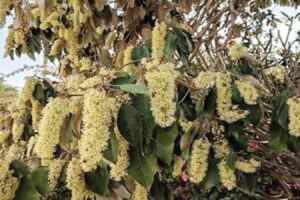 Growing, caring for the Kenyan croton