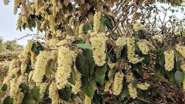 Growing, caring for the Kenyan croton