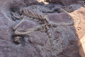 Sentinel’s dinosaur beds: Zimbabwe’s hidden Jurassic gem