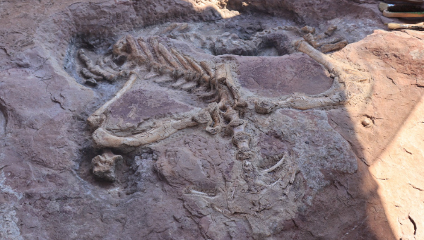 Sentinel’s dinosaur beds: Zimbabwe’s hidden Jurassic gem