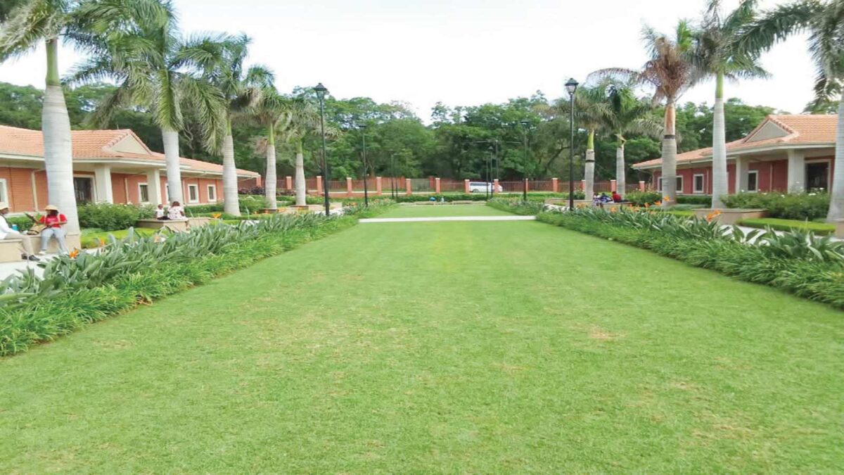 Finding the perfect  grass for your garden