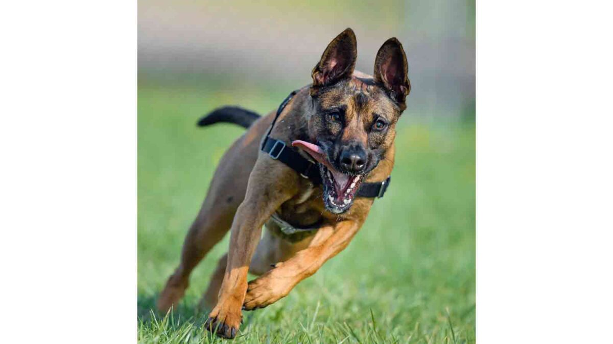 OWNER OF DOGS, WHICH MAULED A MAN TO DEATH, DENIED BAIL