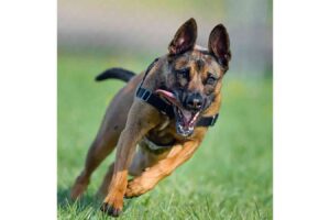 OWNER OF DOGS, WHICH MAULED A MAN TO DEATH, DENIED BAIL