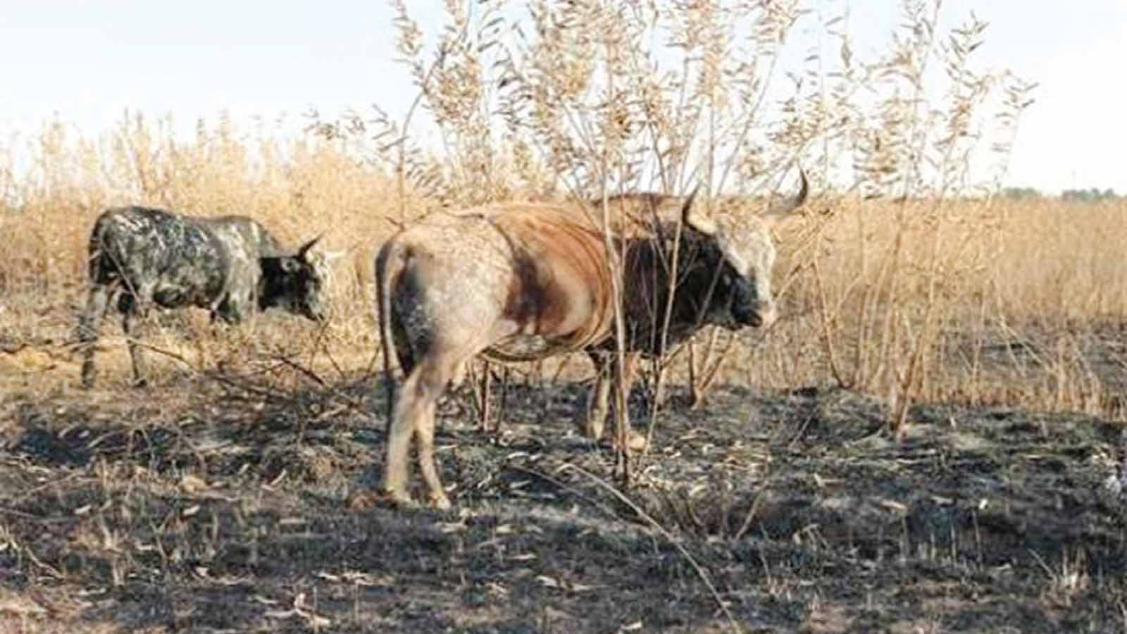 Veld fires: Protecting crops, grazing in dry season