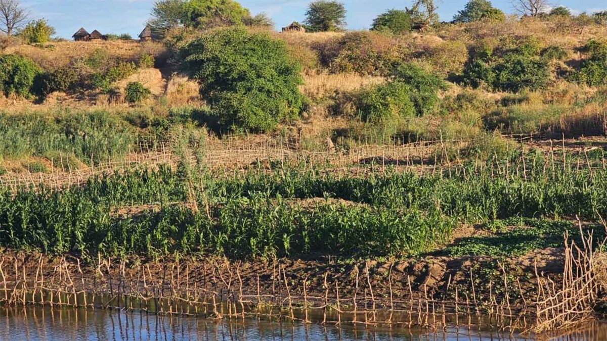 LOOKING BACK: Illegal cultivation threatens life of vlei