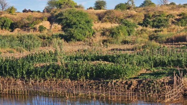 LOOKING BACK: Illegal cultivation threatens life of vlei