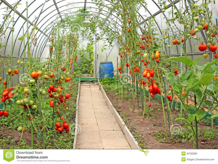Garden Affair: Growing greenhouse tomatoes for profit