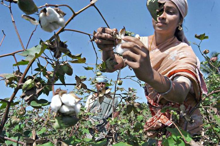Tussle over genetically modified cotton