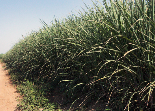 Political battles behind ‘Green Fuel’ saga