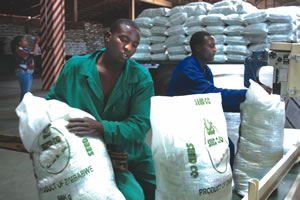 Quelea birds on the prowl — Agritex