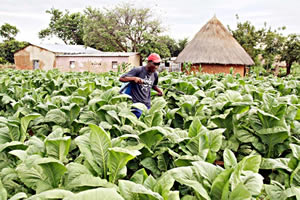 A thriving tobacco crop