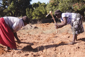 Conservation farming takes root in Zaka