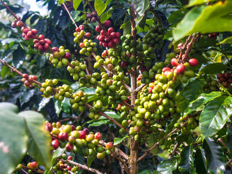 Focus on fruits, coffee and horticulture: Made
