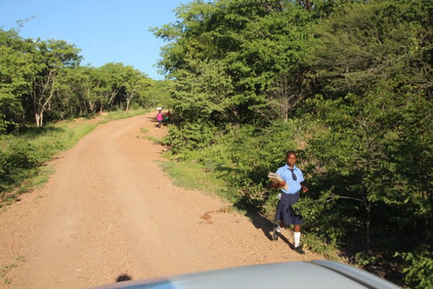 Some children run the gauntlet of possible attack from dangerous animals twice each school day
