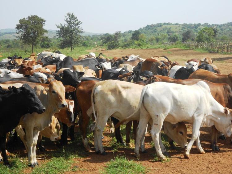 Makore 50 mujeri vaba mombe