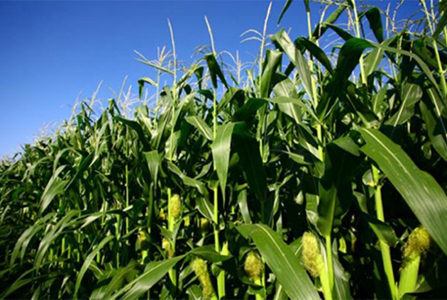 Wife destroys maize field after catching husband cheating
